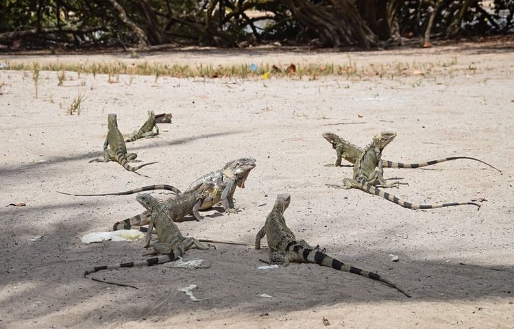 Iguanes sur la plage de Cayo Sombrero