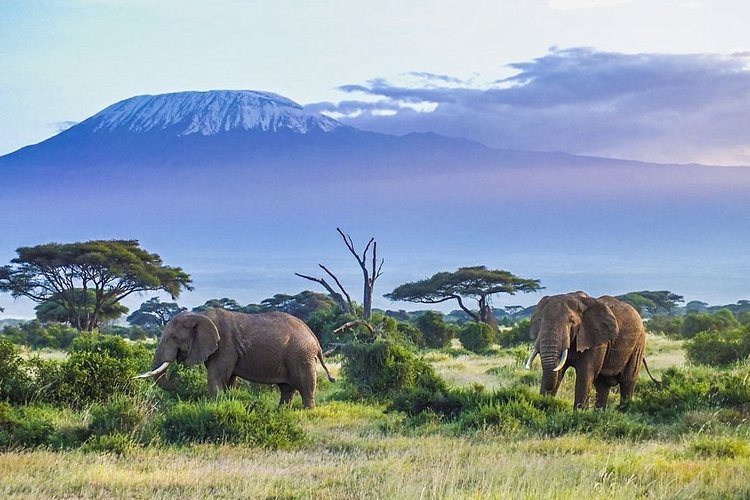 Parc National du Kilimandjaro 2