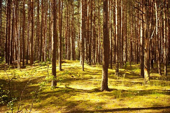 Parc national de Kampinos