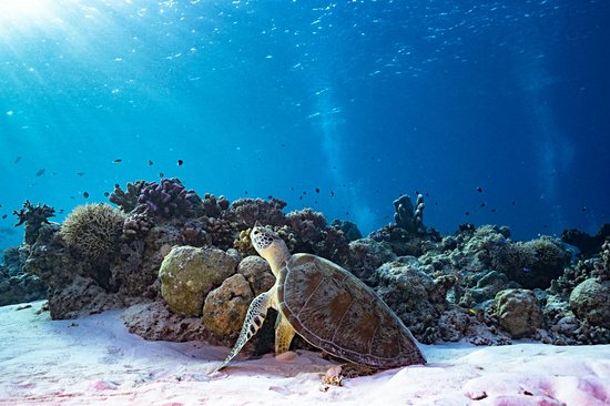 Récif de Tubbataha