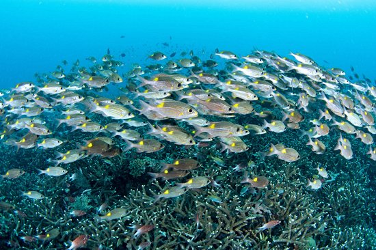 Plonger dans le parc marin de Tubbataha