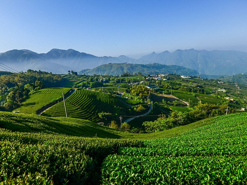 Montagnes de thé du comté de Chiayi