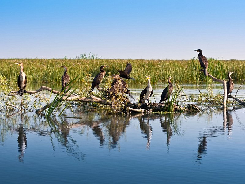 Delta du Danube