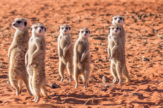 Désert du Kalahari