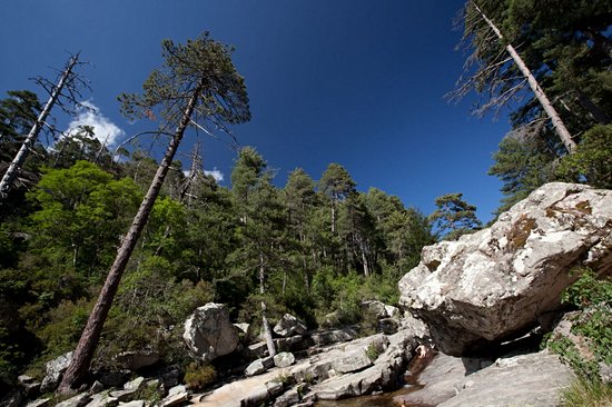 Forêt d'Aitone