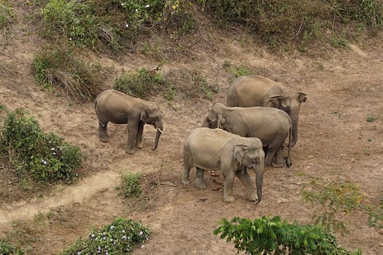 Centre de Conservation des éléphants (ECC) de Sayabouri