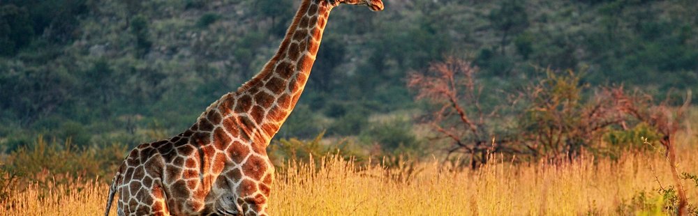 Réserve de Pilanesberg
