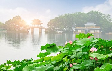 Des lotus sur le Lac de l'Ouest à Hangzhou