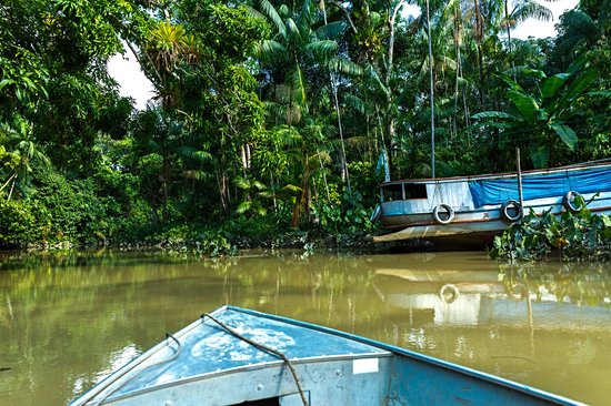 Belém et Manaus, Forêt Amazonienne