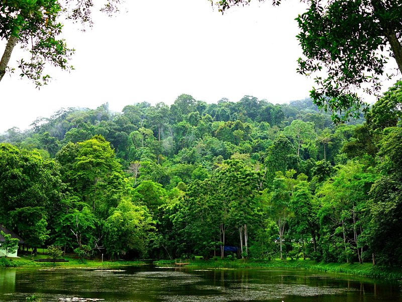Découvrir le centre de réhabilitation des gibbons