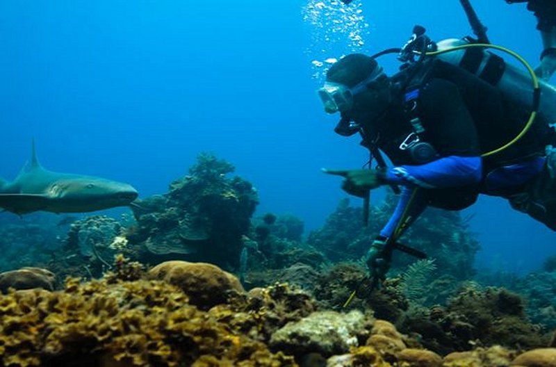 Plonger avec les requins à Little Corn Island