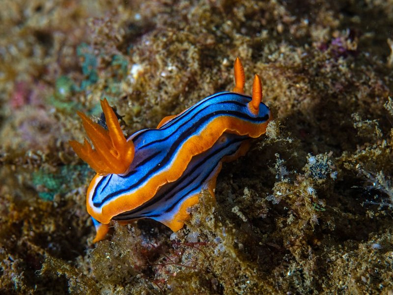 Unawatuna