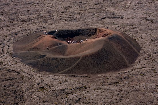 Formica Leo