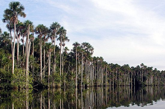Puerto Maldonado en Amazonie péruvienne