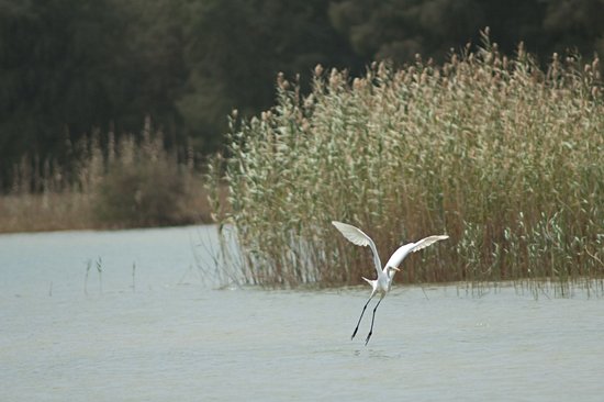 Parc national de la langue de Barbarie