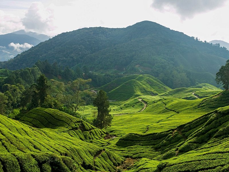 Boh Tea Plantation