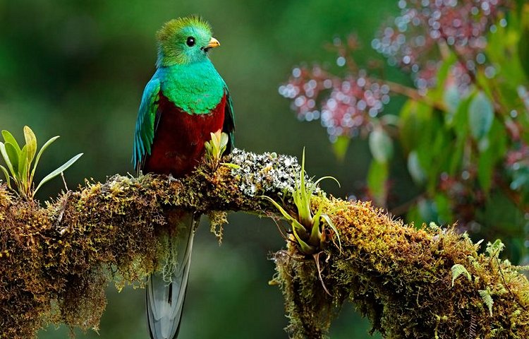 Oiseau mythique : le Quetzal dans le Parc National de Quetzales