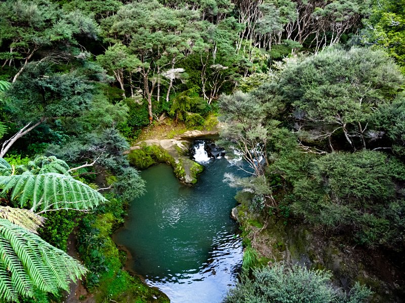 Goldie Bush Scenic Reserve