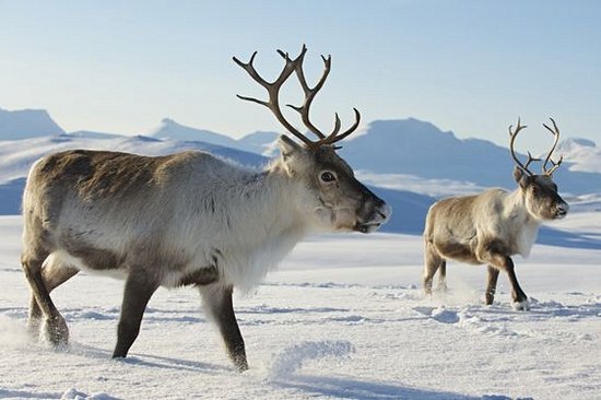 Observer la faune dans son habitat naturel