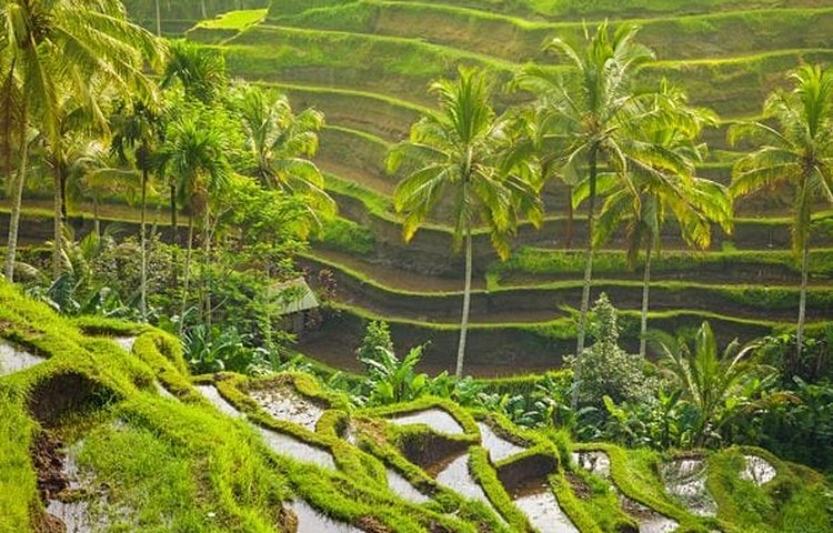 Rizières près d'Ubud