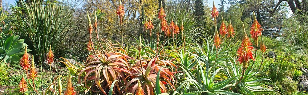 Jardins de Palheiro