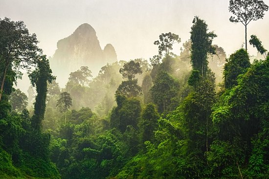 Partir en randonnée dans la forêt du parc