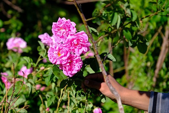 Vallée des Roses