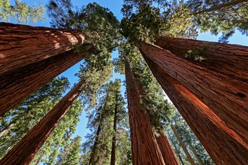 Parc national de Sequoia