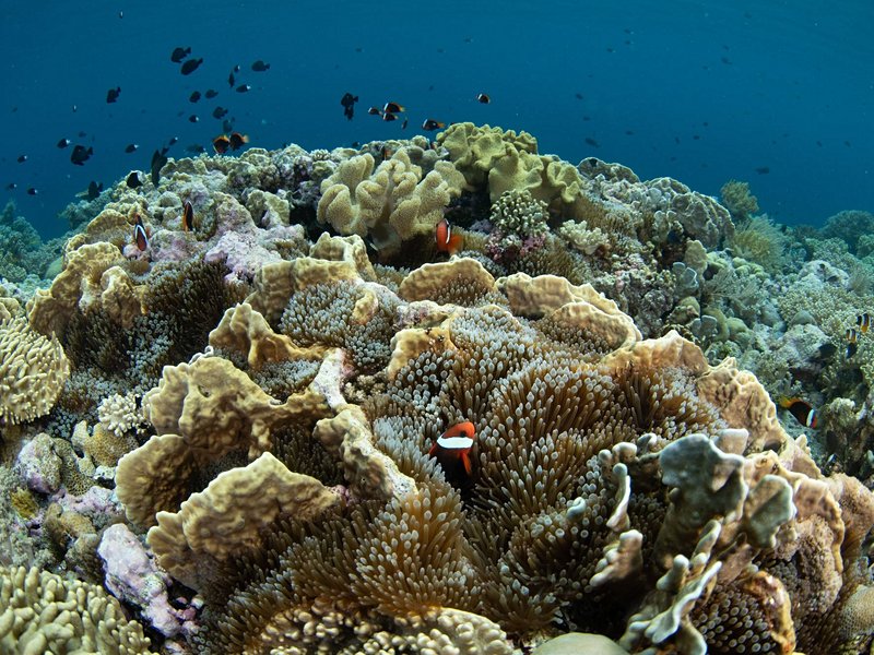 Wakatobi