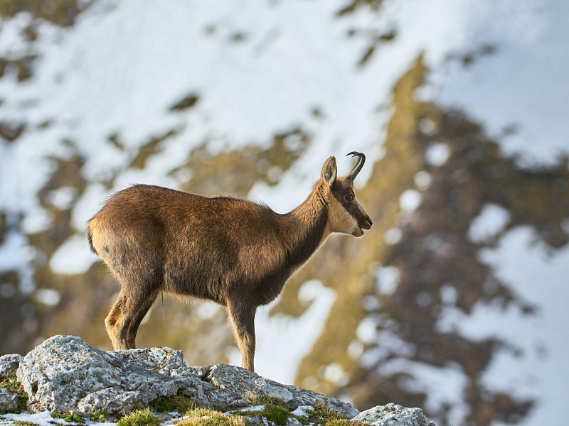 Parc national des Pics d'Europe