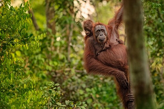 Kalimantan