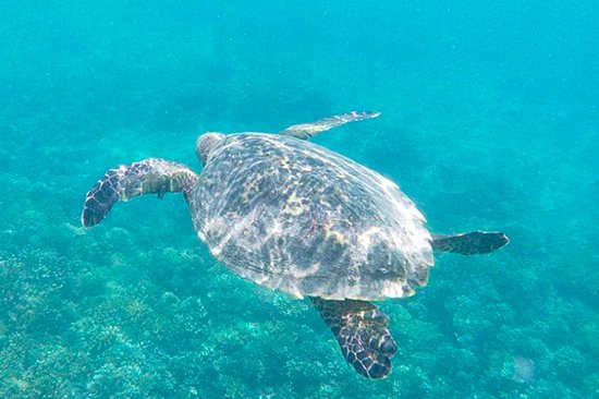 Plonger à Coiba, l'un des fonds marins les plus riches au monde