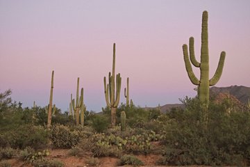 Parc national de Saguaro