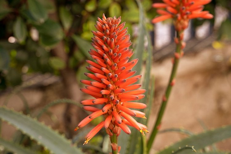 Fleurs rouges d’aloès