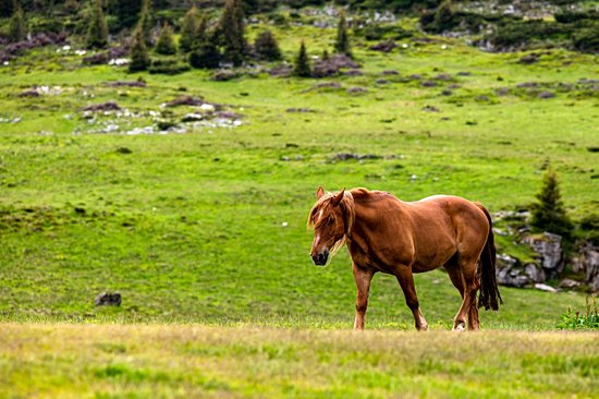 Monts Rodna