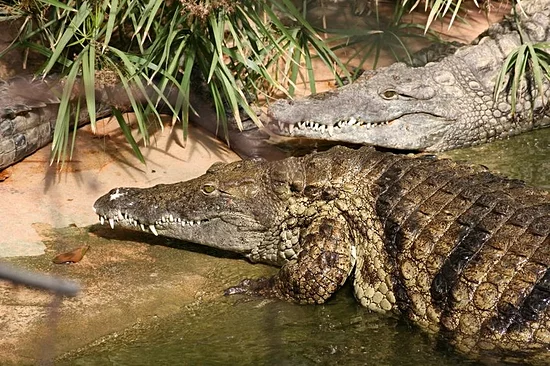La Ferme aux Crocodiles