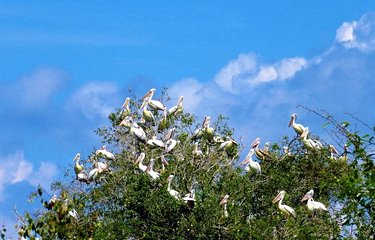 Prek Toal, réserve ornithologique 
