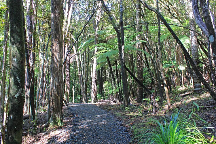 Goldie Bush Scenic Reserve 2
