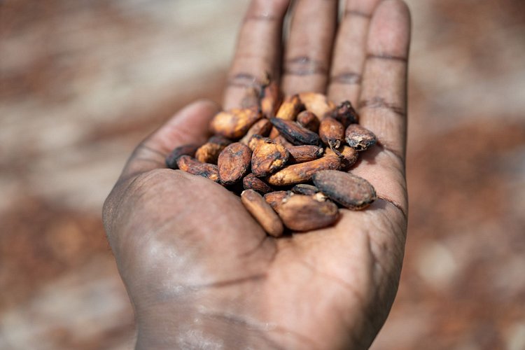 Côte d’Ivoire – Le cœur du cacao africain