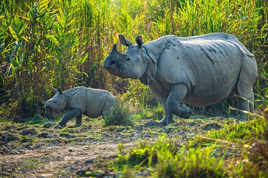 Kaziranga National Park