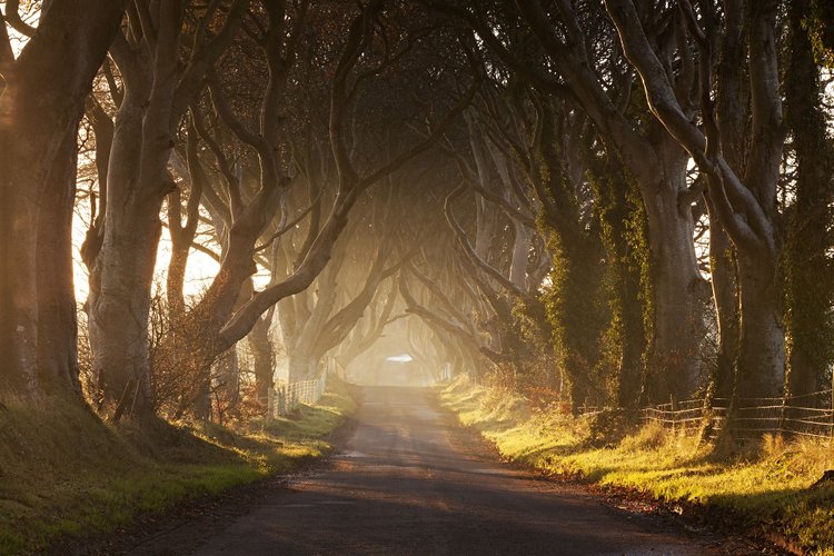 Le phénomène international de Dark Hedges 3