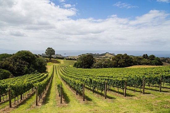 Déguster du vin néo-zélandais à Waiheke            