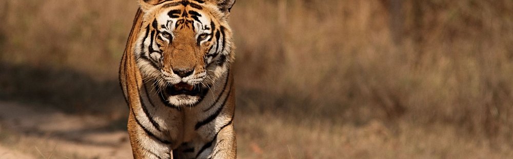 Parc national de Kanha