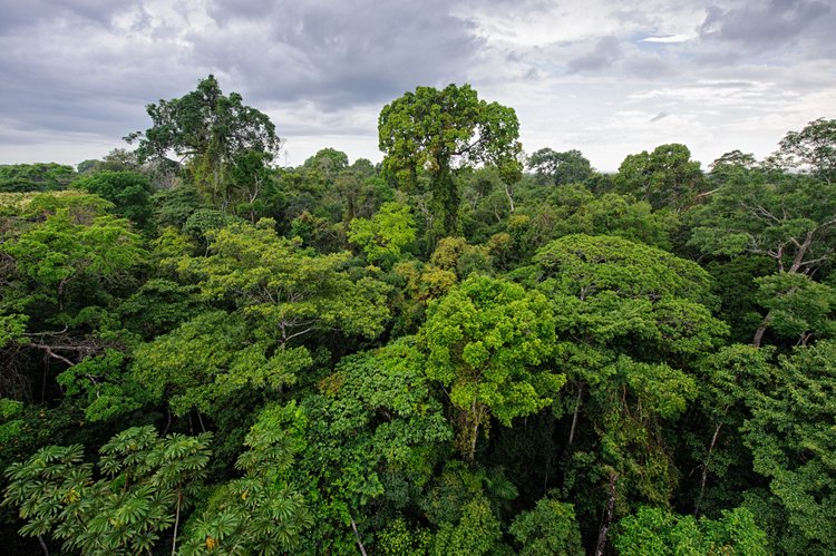 La forêt amazonienne 4