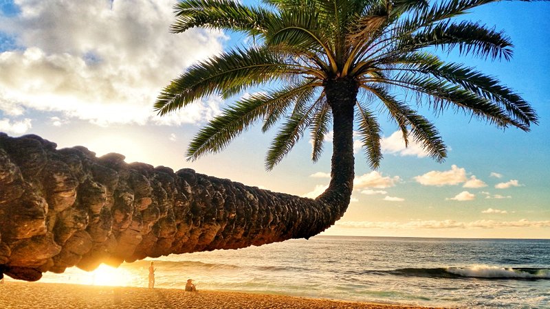 plage Sunset beach crooked palm tree - Oahu