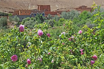 Vallée des Roses