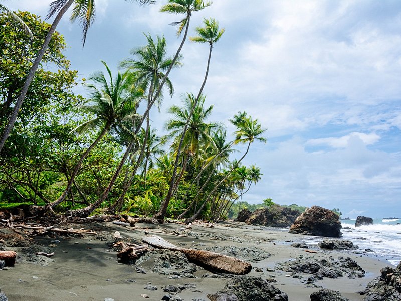 La paradisiaque : Pavones