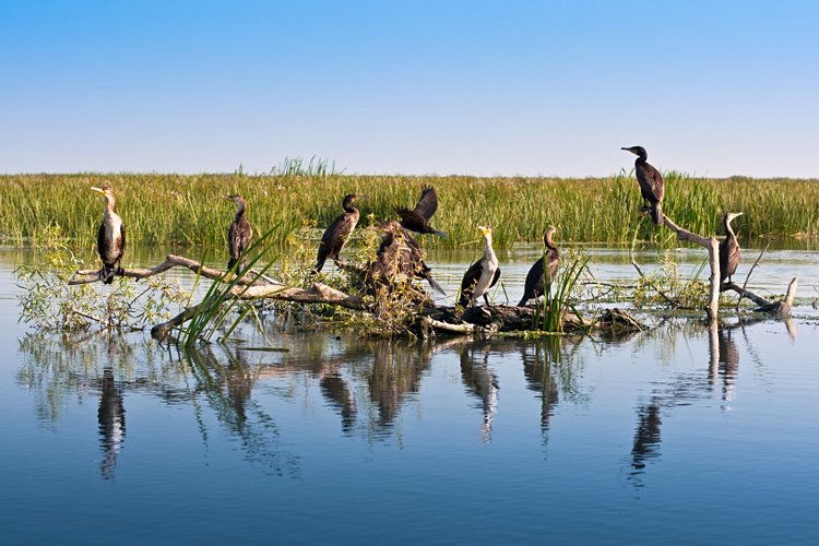 Le delta du Danube en bateau 2