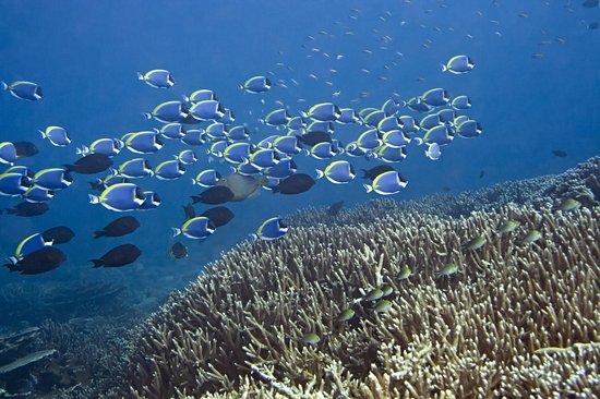 Addu