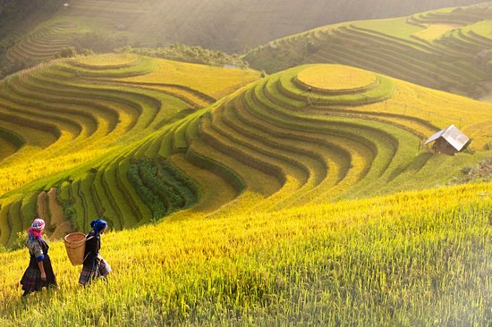 Mu Cang Chai